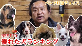 【BEST10】優れた犬ランキング【パンク町田チョイス】