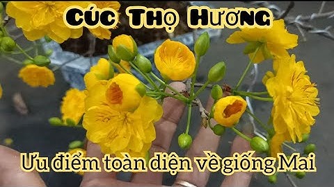 Mai cúc Thọ Hương nhiều ưu điểm, so sánh với Mai Đại Lộc.