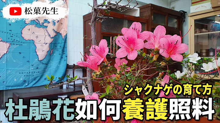 盆栽教學| 杜鵑花照料修剪の小訣竅 | シャクナゲの育て方【松菓先生】How To Care And Grow Rhododendrons - 天天要聞