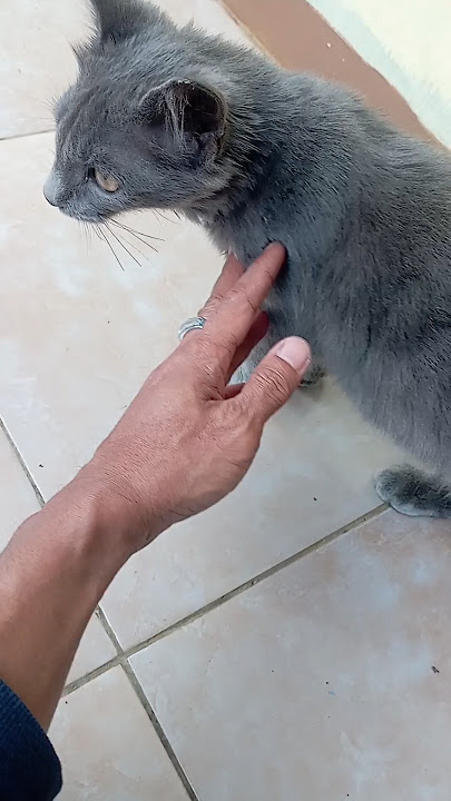 si abu yang cantik #kucing #cat #kucingkampung