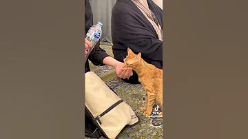 cute cat drinking water in Medina | cute cat