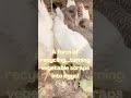 Recycling kitchen scraps into eggs #chicken #recycle #youtubeshorts #life #garden #poultry #howto
