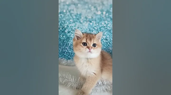 Watch the video about British Golden Colored Kitten Pearl