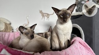 Cats are resting, let's relax with them  cats resting | oriental cats | cat family