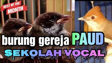 burung gereja paud belajar vokal