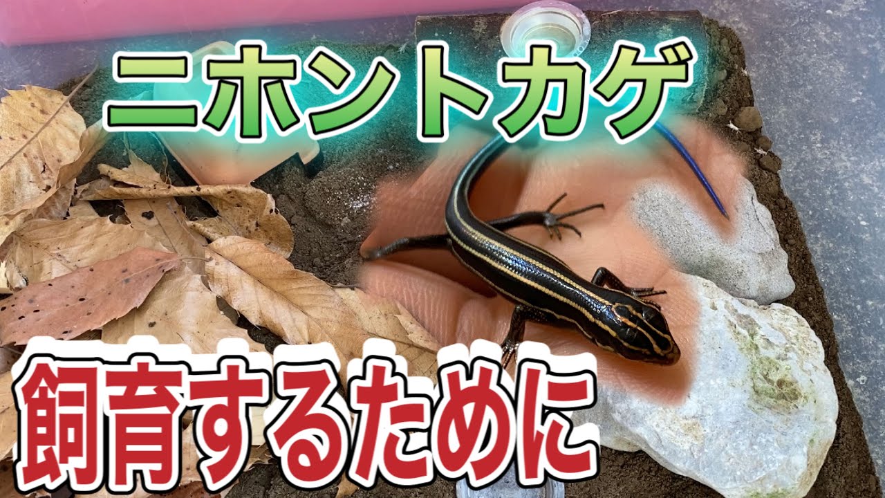 ニホントカゲの飼育環境、飼う前に観てみよう