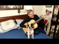 Boston Terrier sings so lonesome she could cry