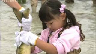 サケのつかみ取りに子供100人が挑戦　富山（09/11/01）