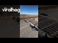 Puppies Learn To Cross Cattle Guard || ViralHog
