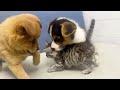Two Puppies + One Kitten = Total Chaos 😂🐶🐶🐱
