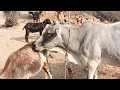 Cow,s ||mother cow and calf videos...