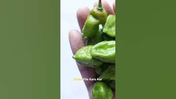 "Green Chili Export Process Step by Step | Complete Guide for Beginners 🌶️ #importexportmanagementb