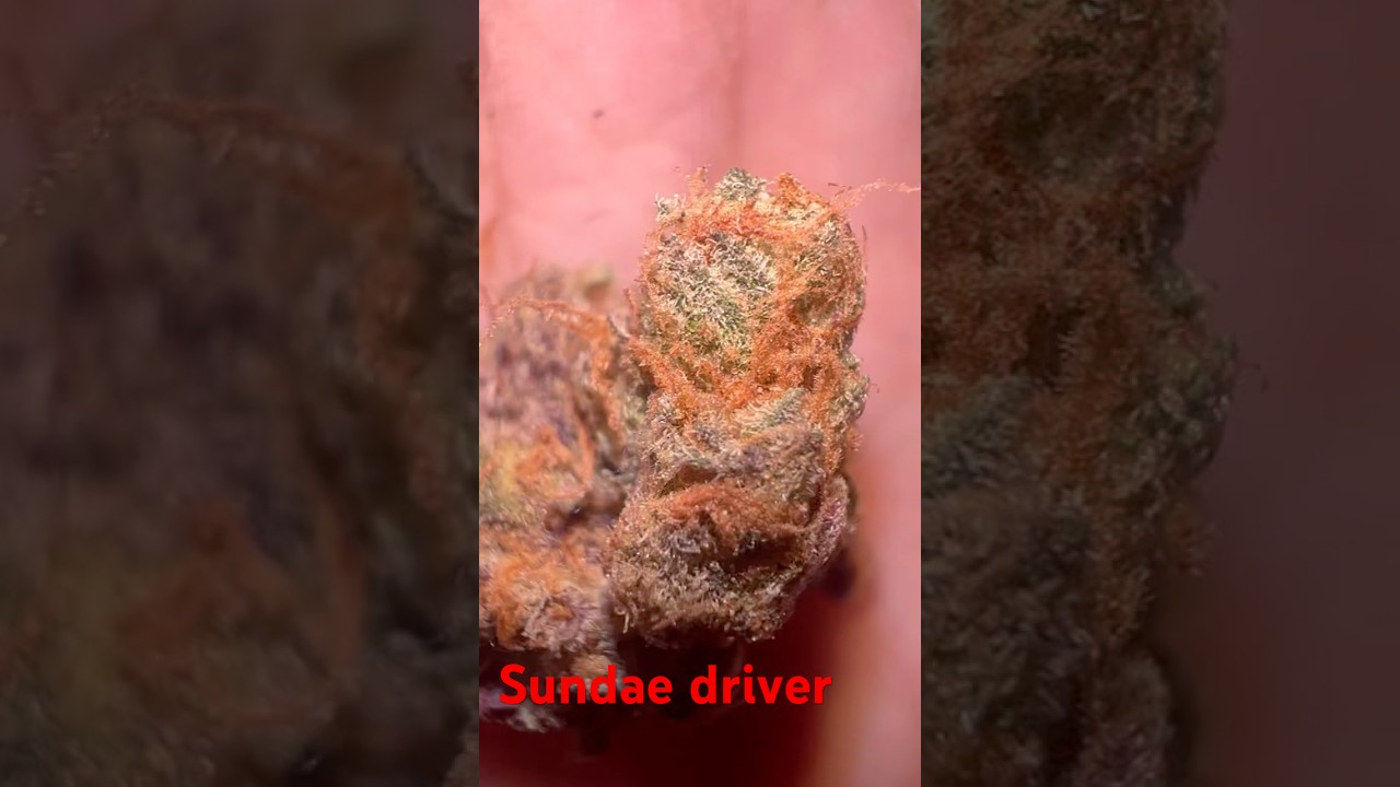 Sundae driver strain review (phinest cut)