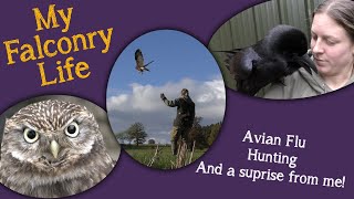 My Falconry Life | Bird Flu, Hunting, and a little surprise!