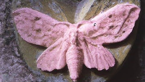 Melanie Martinez - Back From The Dead (Tradução - Snippet) [sem áudio] 🍄