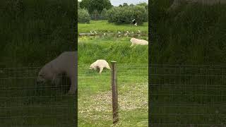 Polar Bear Having Fun Sliding Around