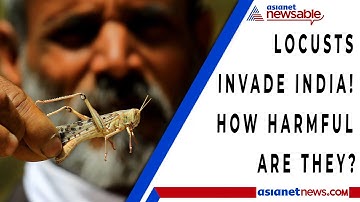 Locust Attack In India! How Harmful Are They | Asianet Newsable