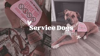Service Dogs of TikTok!