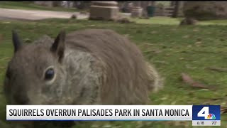 Squirrels overrun Palisades Park in Santa Monica