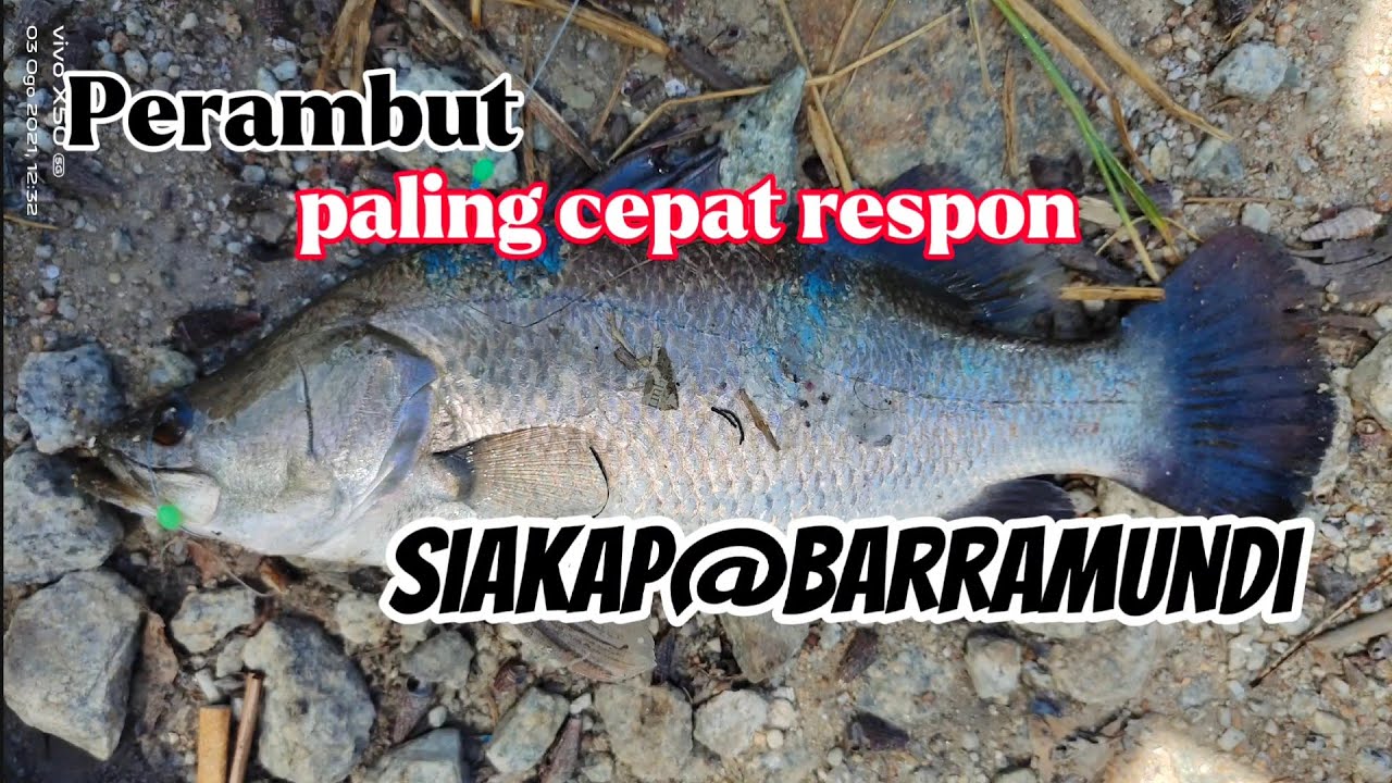 Perambut pelampung Siakap@barramundi