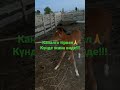 Карабайыр Қазақ асыл туқым Жылкысы.Kazak Horse 🐎