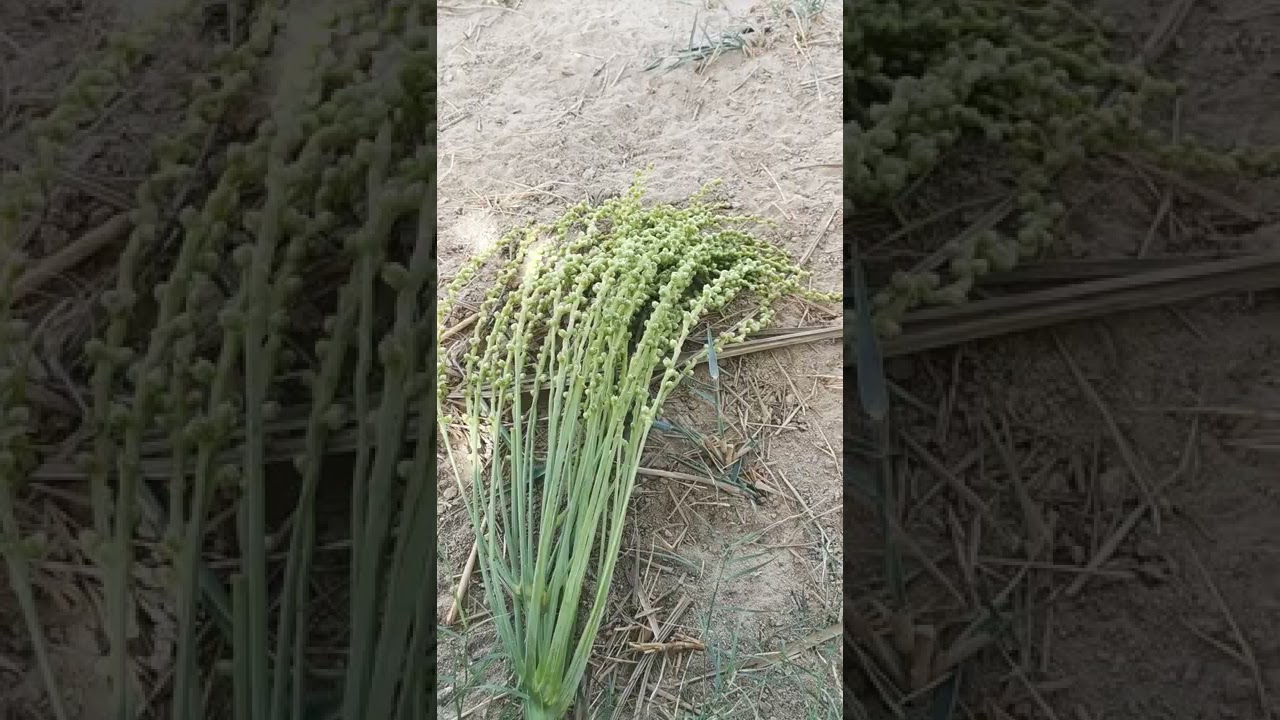 16تفاصيل تلقيح النخيل