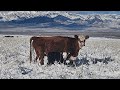 Cows are the best tool for improving the grass and soil.