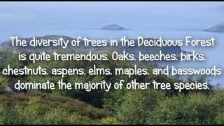 The Deciduous Forest