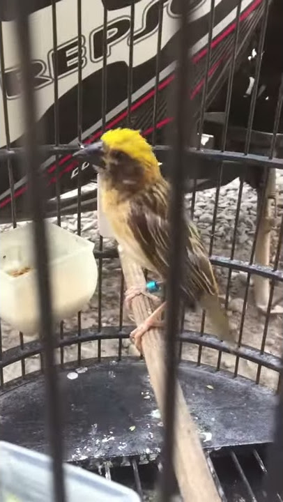 Burung Manyar isian grejo dan kenari