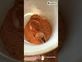 Hero Cat Catches Mouse in Corn Barrel! 🐭🌾