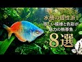 【後悔する前に】一度見たら忘れられない、模様がエグすぎる熱帯魚8選【淡水魚 アクアリウム】