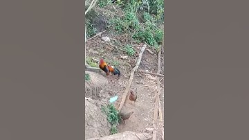 Qaib qus 100% ไก่ป่าแท้