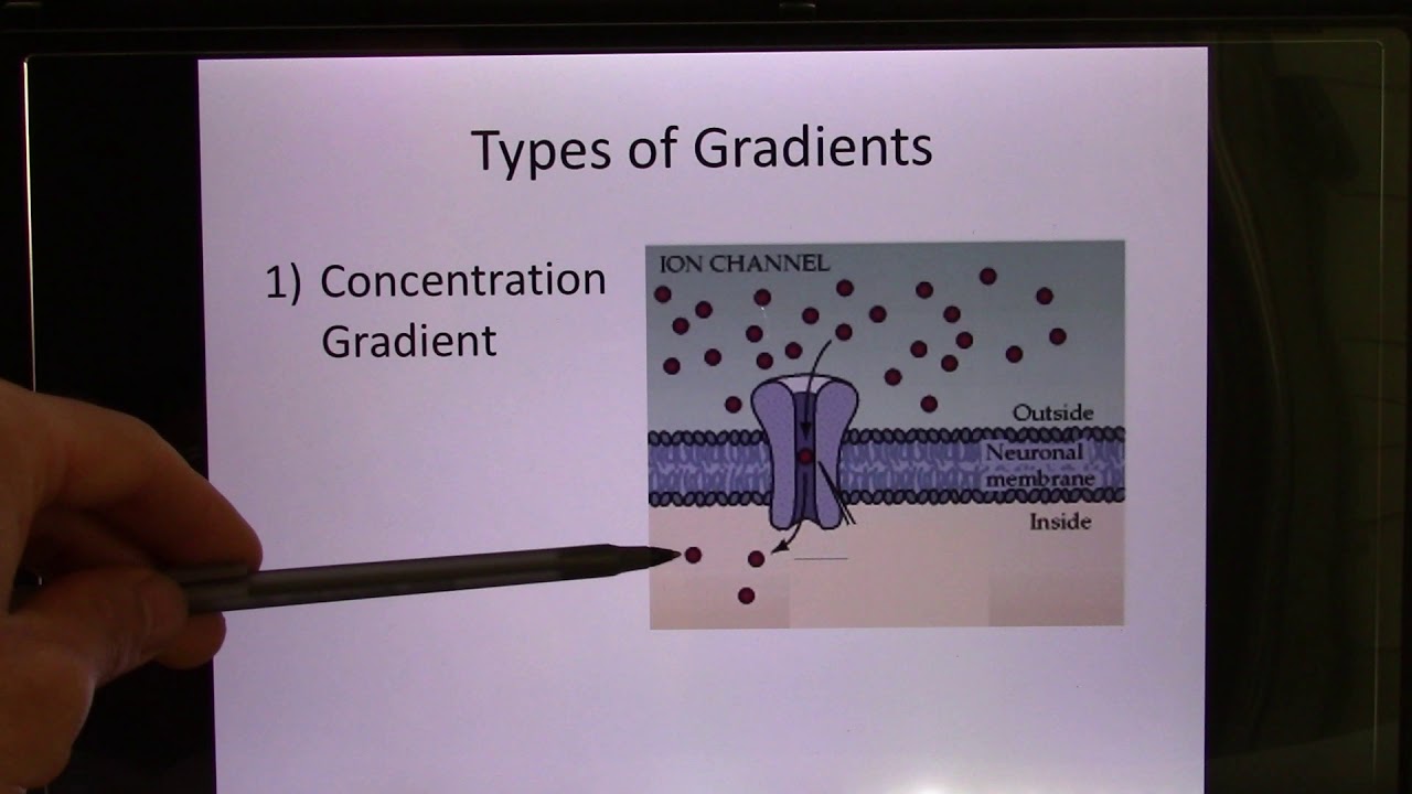 ACC Biol2401 API Online Lecture Cell1 Membrane 01