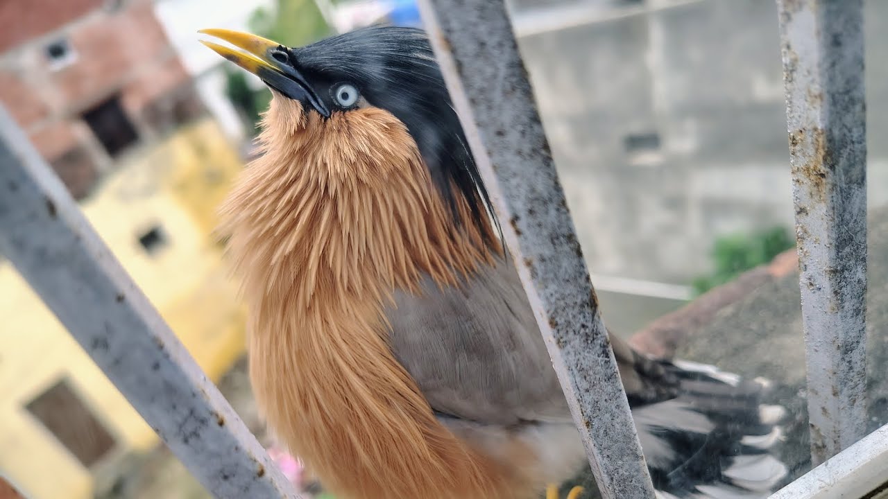 Sound Of Brahminy starling (Myna)