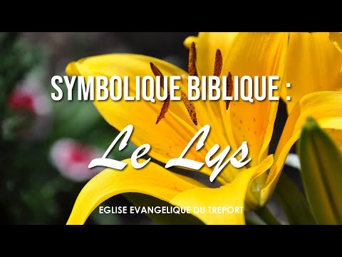 Vidéo: Que représente le lys dans le christianisme ?