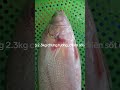 CÁ SỬU SÔNG - ĐẶC SẢN CÁ SÔNG THIÊN NHIÊN AN GIANG