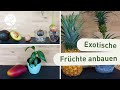 Ananas, Avocado & Mango anpflanzen: Vermehrung & Anbau (Anleitung)