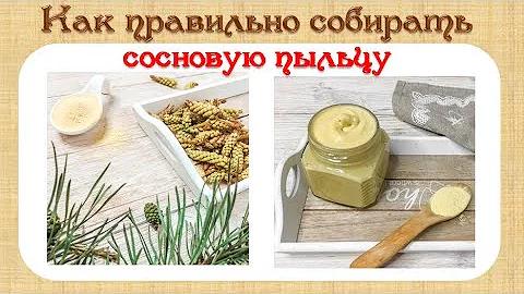 Как собирать сосновую пыльцу| Как хранить сосновую пыльцу | Секреты заготовки витаминов на зиму
