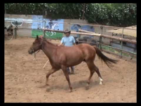 וִידֵאוֹ: איך לאמן סוס