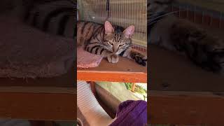 Meet the F cats from terrible hoarder house to paradise #rescuecats