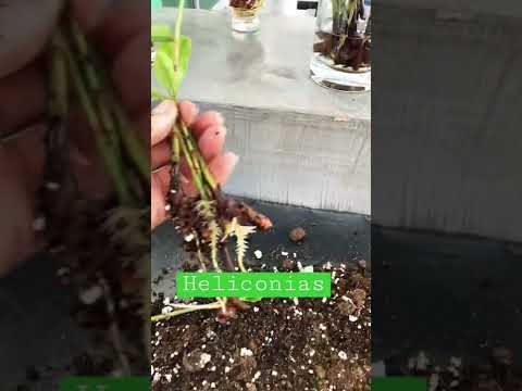 Video: Información de la planta de Heliconia: cómo cultivar una planta de pinza de langosta