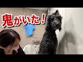 シャンプー中に鬼になるプードル