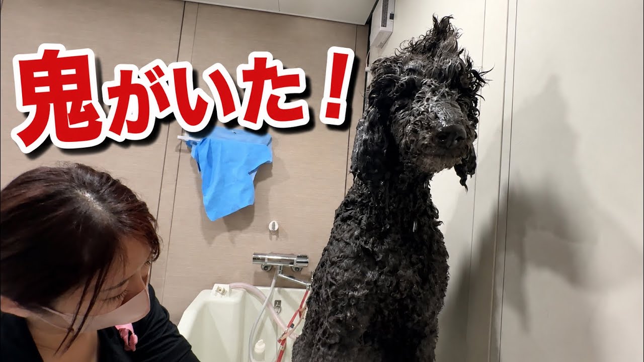 シャンプー中に鬼になるプードル