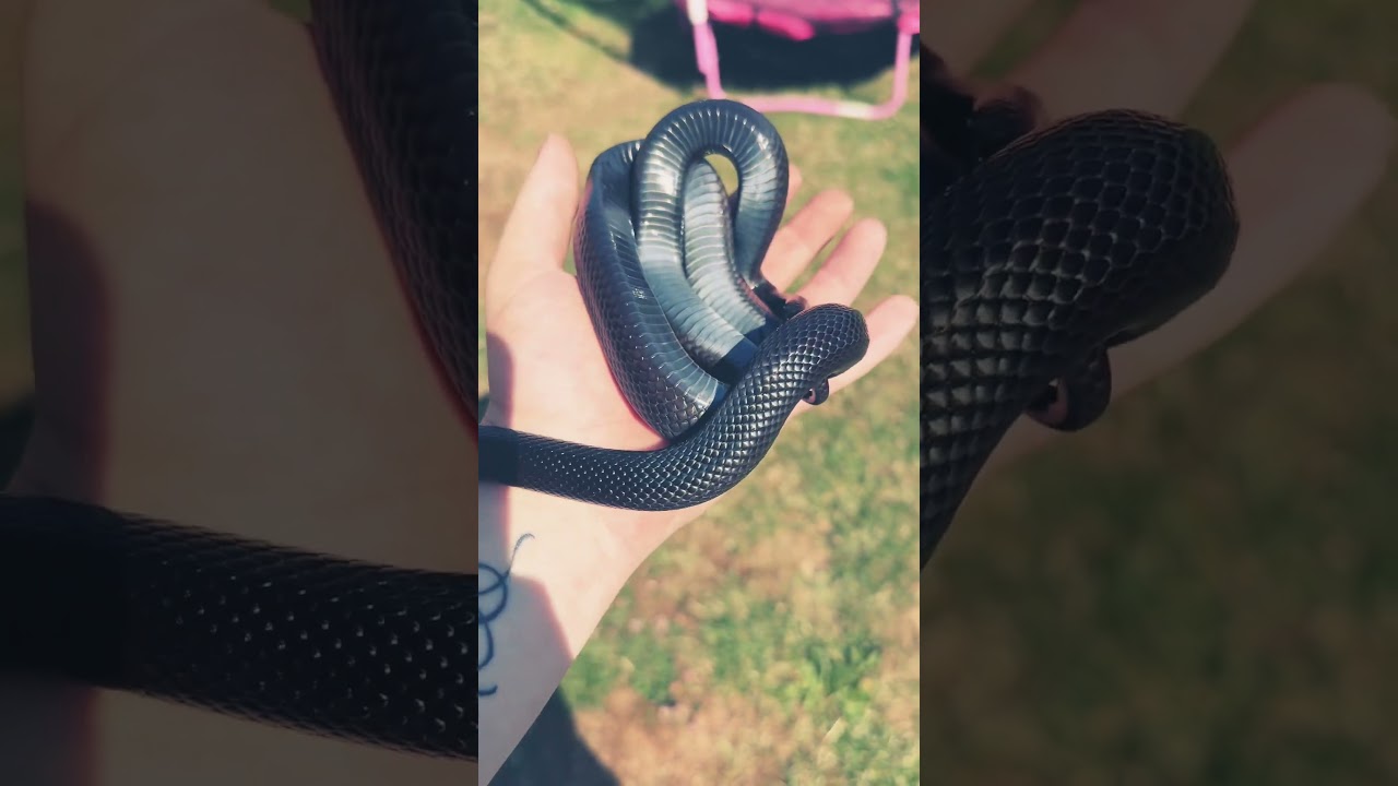 Pretty little kingsnake 🐍 #reptiles #snake #fyp #pets #kingsnake #exotic #mygirl #black #shorts