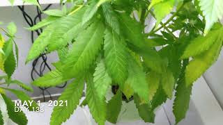 At Home DIY Marijuana MicroGrow Journal 22: Flowering Week 8 (Total: Week 20)