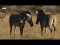 🔴 LIVE: Incredible Wildlife Scenes Narrated by David Attenborough | BBC Earth