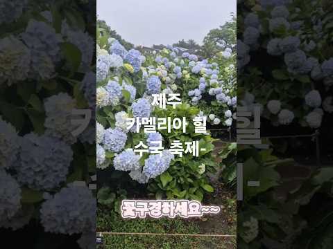 #제주#카멜리아힐#수국만개 #가볼만한곳#jeju