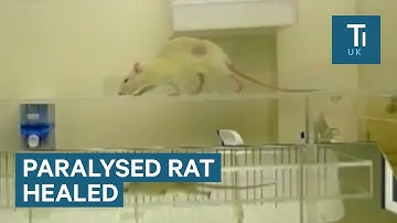 Scientists Use Stem Cells To Enable A Paralyzed Rat To Walk Again