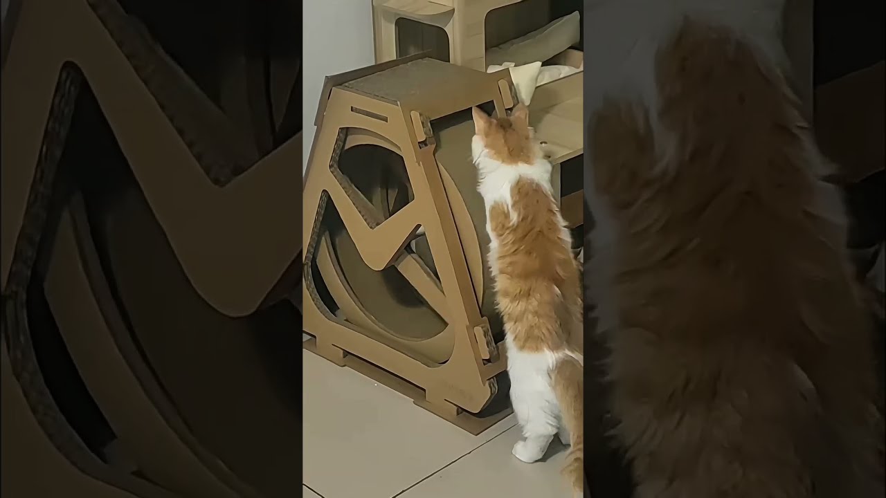 Check Out The Eco Friendly Cat Wheel My Weird Auric Is Using At Mydao Shop