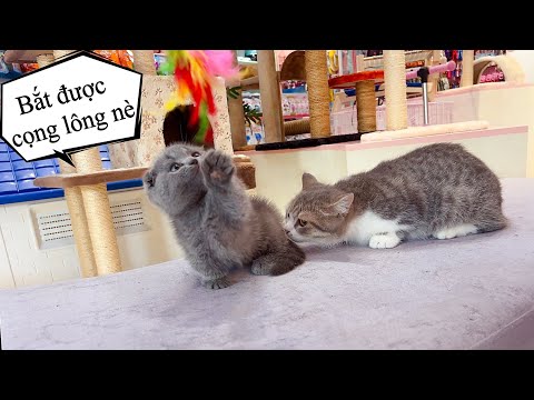 Video Em Mèo Chân Ngắn Tai Cụp Yêu Quá Là Yêu - Mật Pet... - youtube